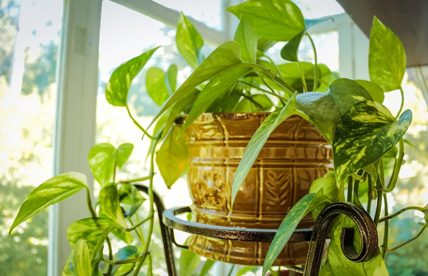 Instructions to Fix Common Houseplant Problems