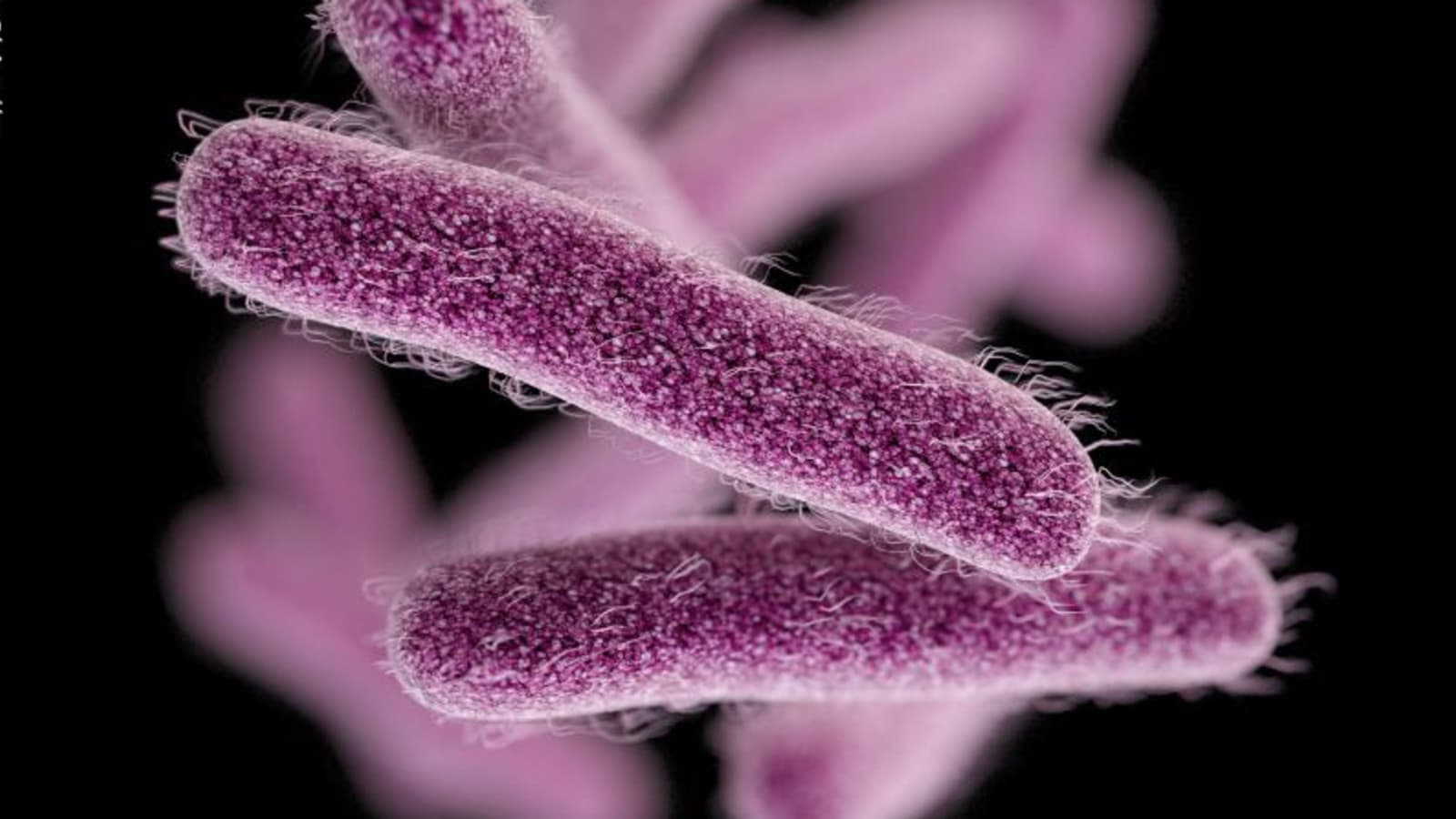 What is shigellosis and its causes?