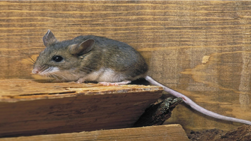 How to Get Rid of Rodents Without Poison