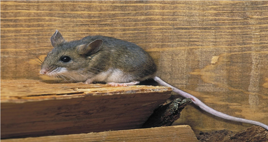 How to Get Rid of Rodents Without Poison