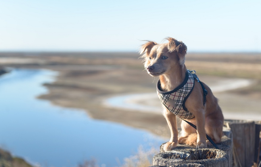 Are Collars Uncomfortable for Dogs?