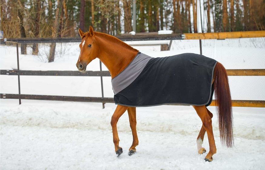 Easy Guide to Horse Blankets